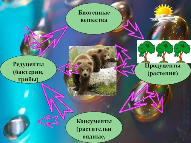 Биогенные вещества Продуценты (растения) Консументы (растительноядные, хищные) Редуценты (бактерии, грибы)