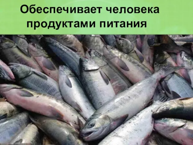 Обеспечивает человека продуктами питания