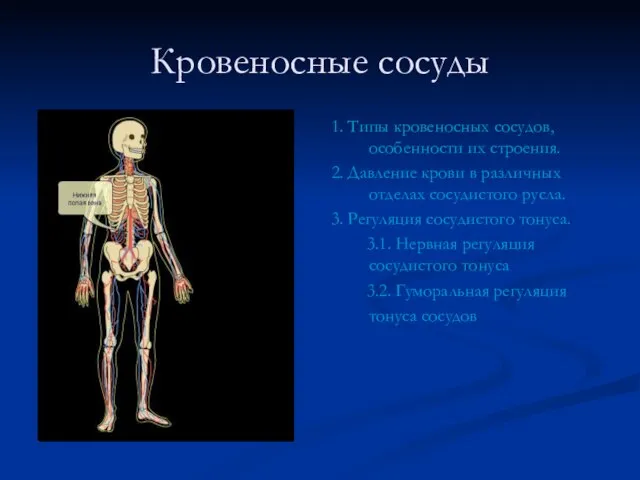 Кровеносные сосуды 1. Типы кровеносных сосудов, особенности их строения. 2. Давление крови