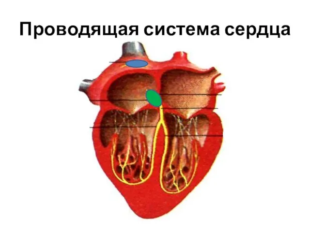 Проводящая система сердца