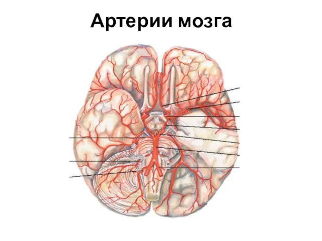 Артерии мозга