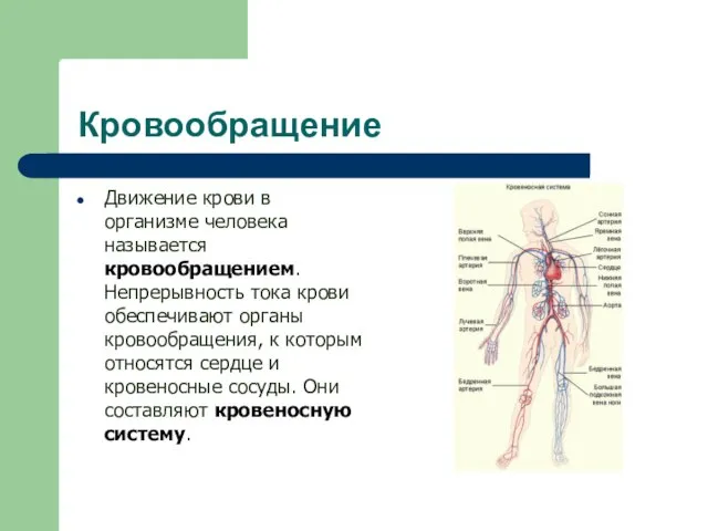 Кровообращение Движение крови в организме человека называется кровообращением. Непрерывность тока крови обеспечивают