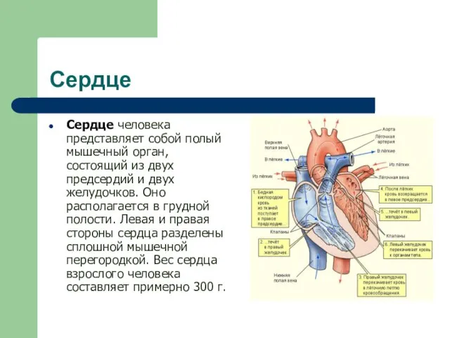 Сердце Сердце человека представляет собой полый мышечный орган, состоящий из двух предсердий
