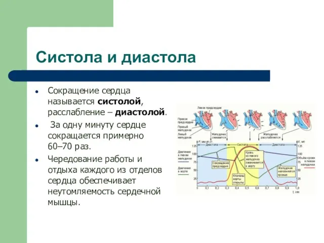 Систола и диастола Сокращение сердца называется систолой, расслабление – диастолой. За одну