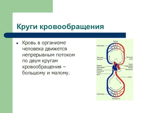 Круги кровообращения Кровь в организме человека движется непрерывным потоком по двум кругам