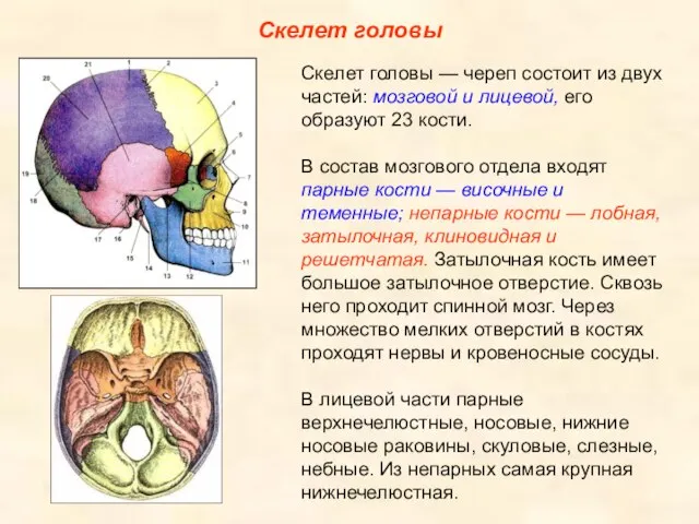 Скелет головы Скелет головы — череп состоит из двух частей: мозговой и