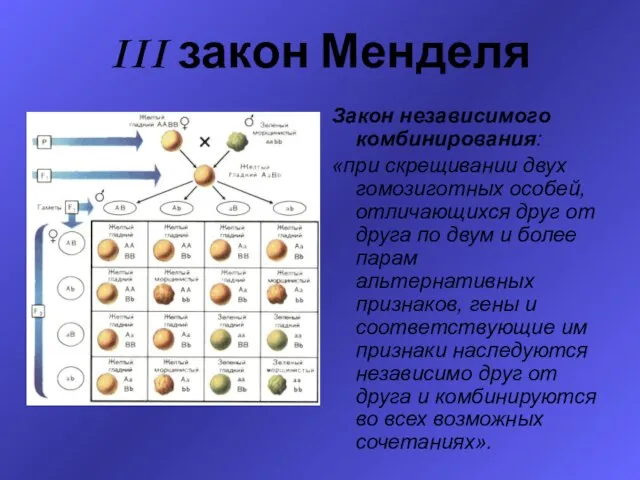 III закон Менделя Закон независимого комбинирования: «при скрещивании двух гомозиготных особей, отличающихся