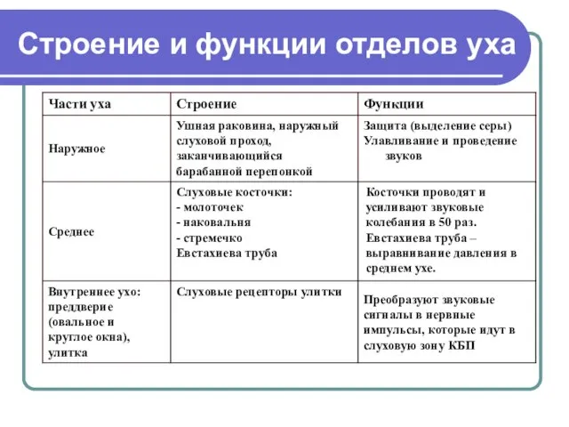 Строение и функции отделов уха