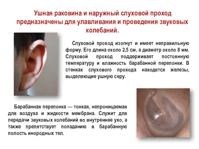 Ушная раковина и наружный слуховой проход предназначены для улавливания и проведения звуковых