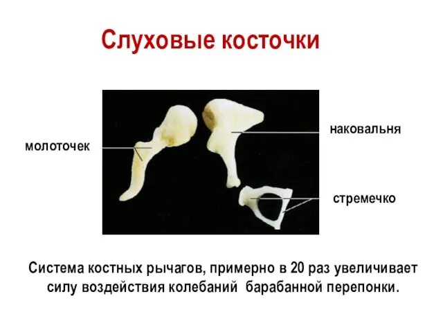 молоточек наковальня стремечко Слуховые косточки Система костных рычагов, примерно в 20 раз