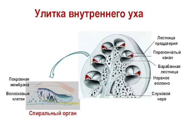Слуховой нерв Нервное волокно Покровная мембрана Волосковые клетки Спиральный орган Улитка внутреннего