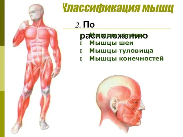 Классификация мышц 2. По расположению Мышцы головы Мышцы шеи Мышцы туловища Мышцы конечностей