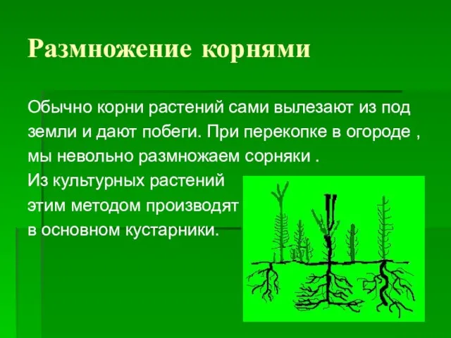 Размножение корнями Обычно корни растений сами вылезают из под земли и дают