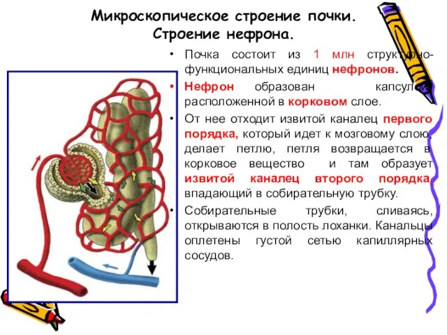 Микроскопическое строение почки. Строение нефрона. Почка состоит из 1 млн структурно-функциональных единиц