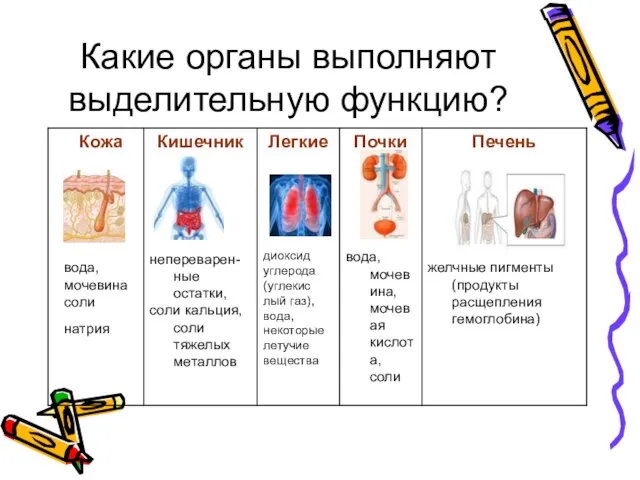 Какие органы выполняют выделительную функцию?