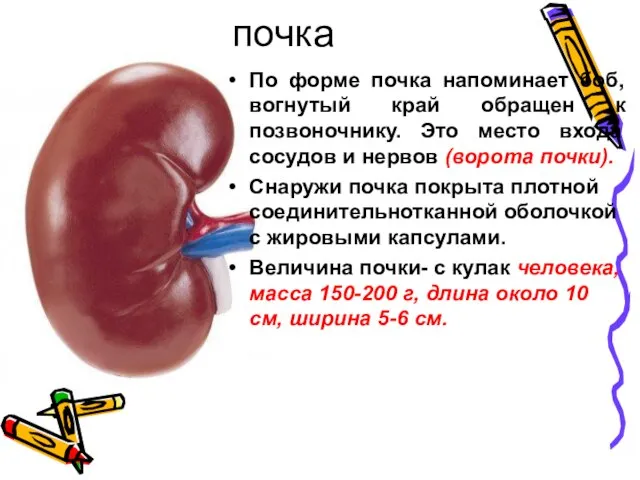 почка По форме почка напоминает боб, вогнутый край обращен к позвоночнику. Это