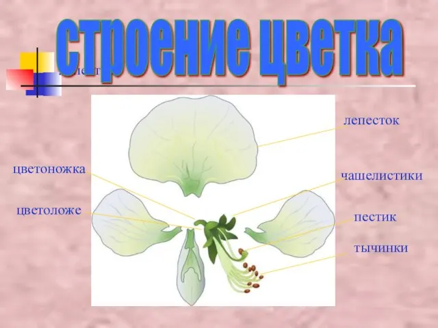 лепесток строение цветка лепесток тычинки пестик чашелистики цветоложе цветоножка