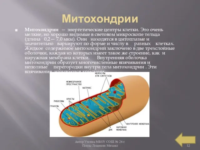 Автор Ученик МБОУ СОШ № 26 г. Пензы Лощинин Михаил Митохондрии Митохондрии