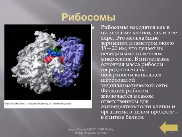 Автор Ученик МБОУ СОШ № 26 г. Пензы Лощинин Михаил Рибосомы Рибосомы