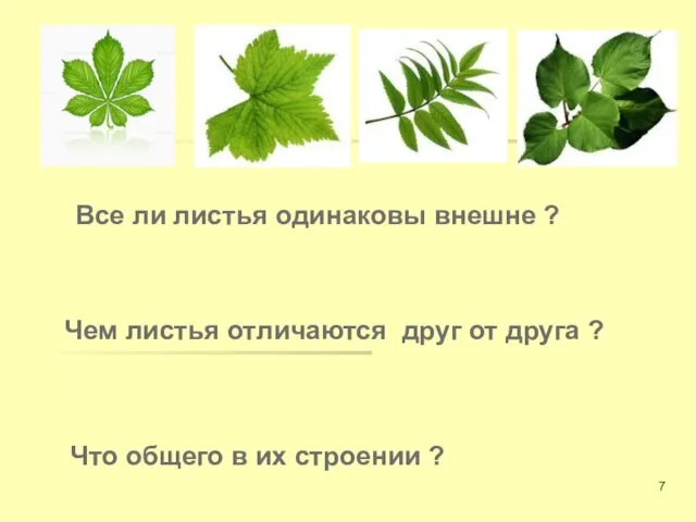 Все ли листья одинаковы внешне ? Чем листья отличаются друг от друга