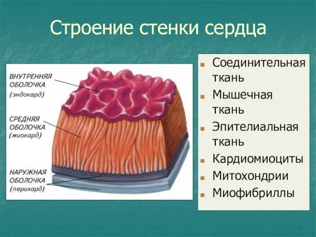 Строение стенки сердца Соединительная ткань Мышечная ткань Эпителиальная ткань Кардиомиоциты Митохондрии Миофибриллы