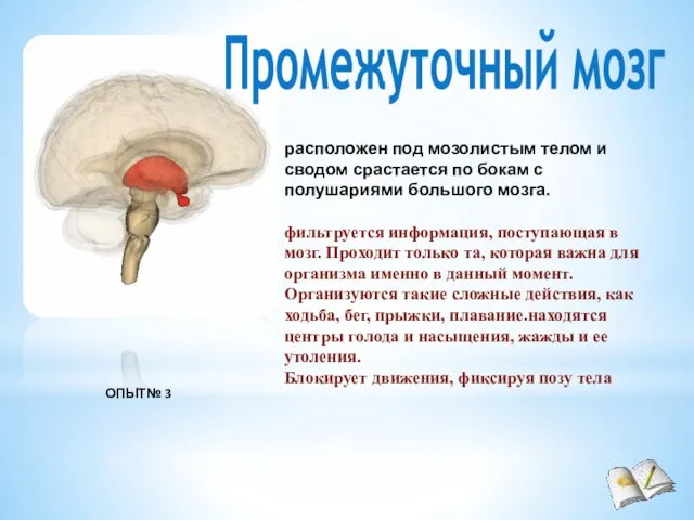 Промежуточный мозг расположен под мозолистым телом и сводом срастается по бокам с