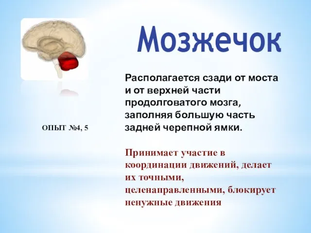 Мозжечок Располагается сзади от моста и от верхней части продолговатого мозга, заполняя