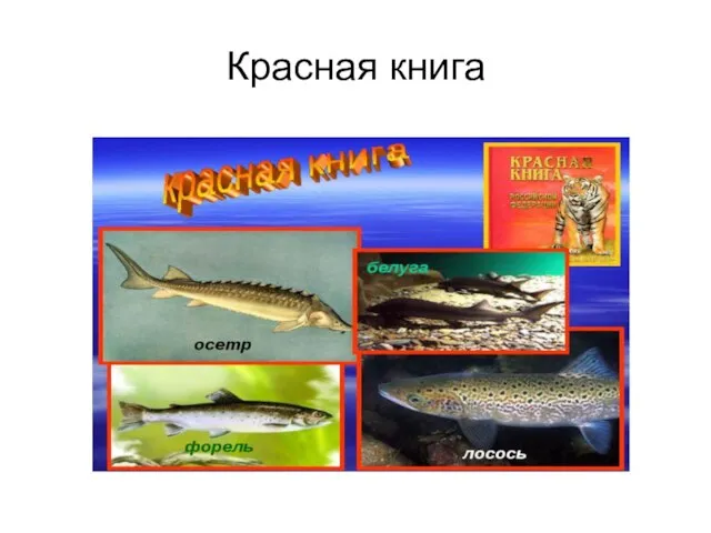 Красная книга