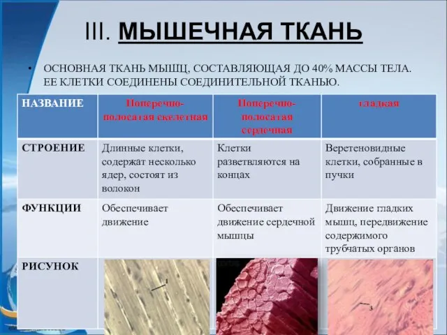 III. МЫШЕЧНАЯ ТКАНЬ ОСНОВНАЯ ТКАНЬ МЫШЦ, СОСТАВЛЯЮЩАЯ ДО 40% МАССЫ ТЕЛА. ЕЕ КЛЕТКИ СОЕДИНЕНЫ СОЕДИНИТЕЛЬНОЙ ТКАНЬЮ.