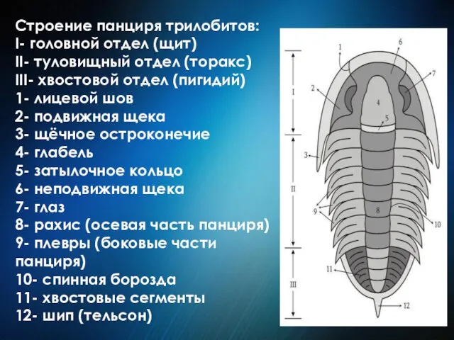 Строение панциря трилобитов: I- головной отдел (щит) II- туловищный отдел (торакс) III-