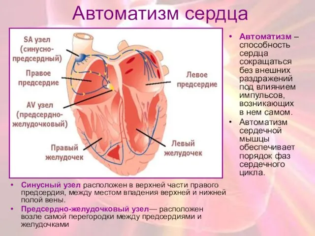 Автоматизм сердца Cинусный узел расположен в верхней части правого предсердия, между местом