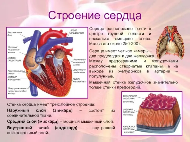 Строение сердца Сердце имеет четыре камеры – два предсердия и два желудочка.