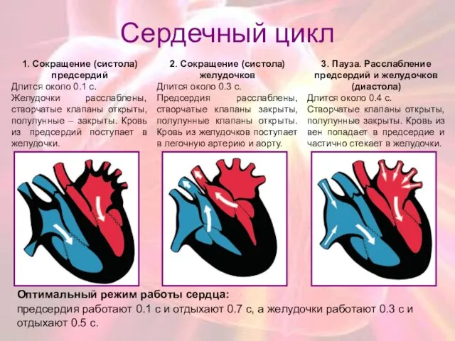 Сердечный цикл 1. Сокращение (систола) предсердий Длится около 0.1 с. Желудочки расслаблены,