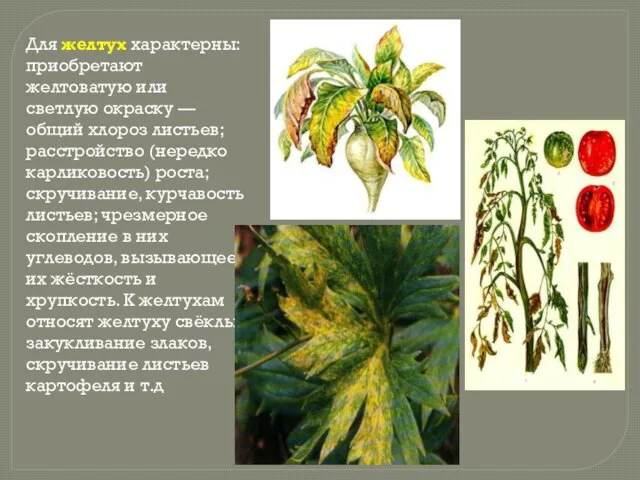 Для желтух характерны: приобретают желтоватую или светлую окраску — общий хлороз листьев;
