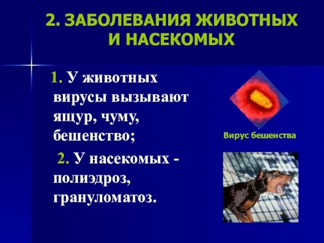 2. ЗАБОЛЕВАНИЯ ЖИВОТНЫХ И НАСЕКОМЫХ 1. У животных вирусы вызывают ящур, чуму,