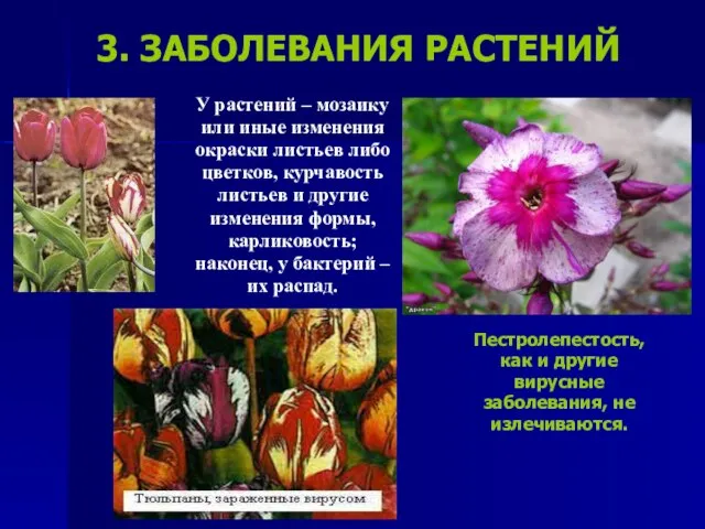 3. ЗАБОЛЕВАНИЯ РАСТЕНИЙ У растений – мозаику или иные изменения окраски листьев