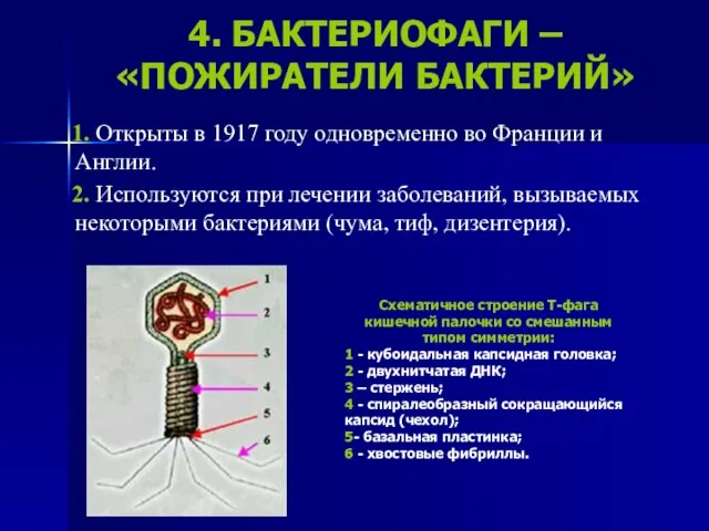 4. БАКТЕРИОФАГИ – «ПОЖИРАТЕЛИ БАКТЕРИЙ» 1. Открыты в 1917 году одновременно во