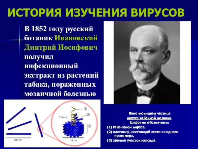 ИСТОРИЯ ИЗУЧЕНИЯ ВИРУСОВ В 1852 году русский ботаник Ивановский Дмитрий Иосифович получил