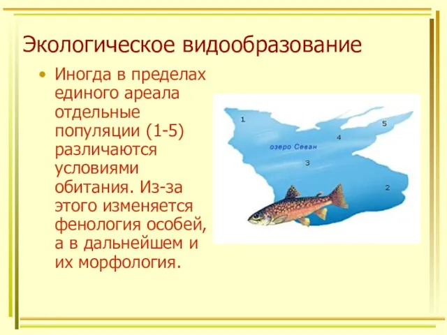 Экологическое видообразование Иногда в пределах единого ареала отдельные популяции (1-5) различаются условиями