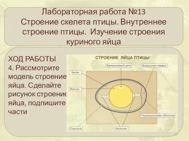 Лабораторная работа №13 Строение скелета птицы. Внутреннее строение птицы. Изучение строения куриного яйца