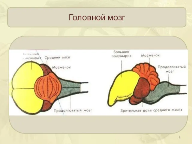 Головной мозг