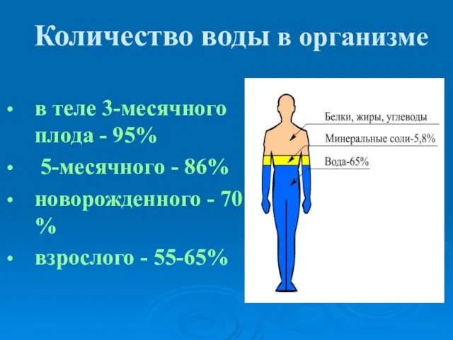 Количество воды в организме в теле 3-месячного плода - 95% 5-месячного -