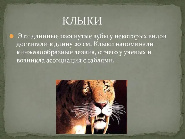 Эти длинные изогнутые зубы у некоторых видов достигали в длину 20 см.