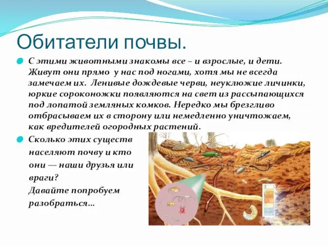 Обитатели почвы. С этими животными знакомы все – и взрослые, и дети.