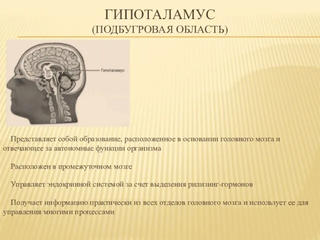 ГИПОТАЛАМУС (подбугровая область) Представляет собой образование, расположенное в основании головного мозга и