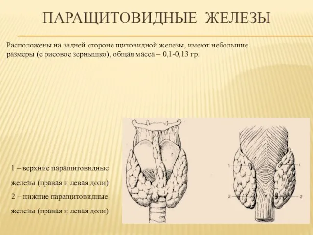 Паращитовидные железы Расположены на задней стороне щитовидной железы, имеют небольшие размеры (с