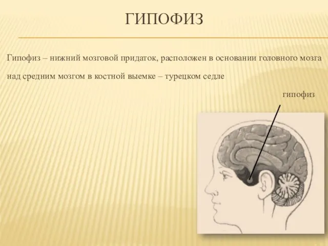 Гипофиз Гипофиз – нижний мозговой придаток, расположен в основании головного мозга над
