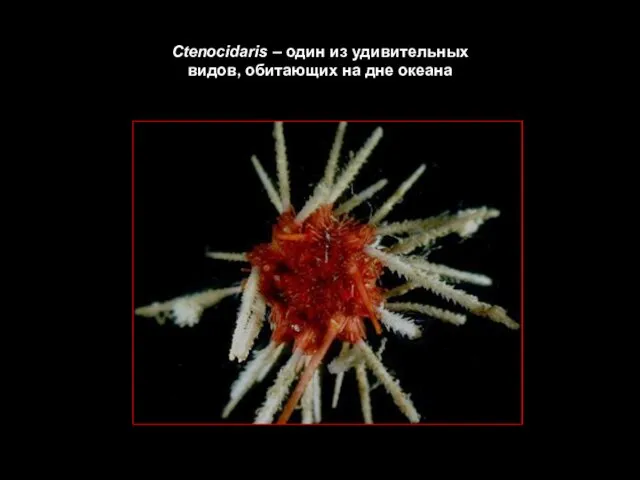 Ctenocidaris – один из удивительных видов, обитающих на дне океана