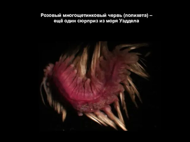 Розовый многощетинковый червь (полихета) – ещё один сюрприз из моря Уэддела