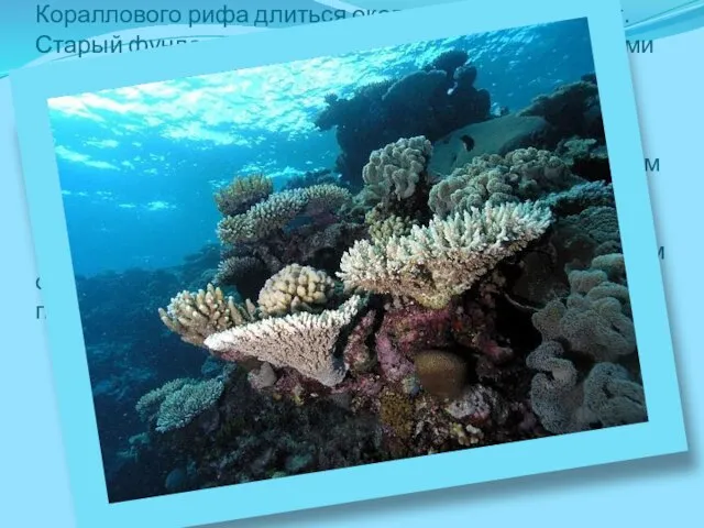 История происхождения Современная история развития Большого Кораллового рифа длиться около восьми тысяч